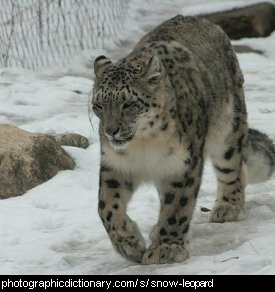 Photo of a snow leopard