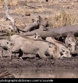 Photo of a group of warthogs