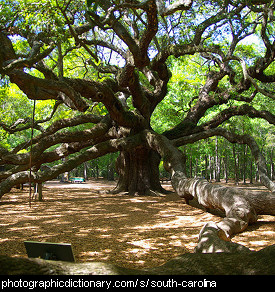 Photo of the Angel Oak, Charleston South Carolina