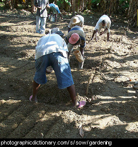 Photo of some men sowing seeds.