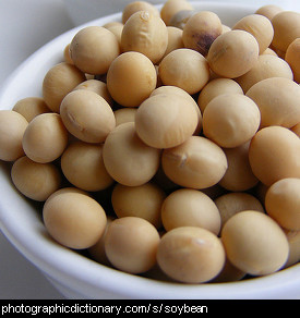 Photo of soybeans
