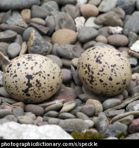 Photo of two speckled eggs.
