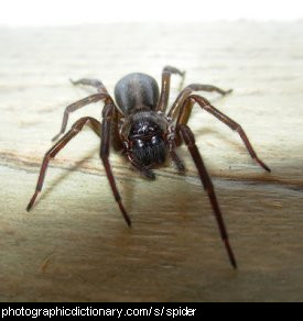 Photo of a spider.