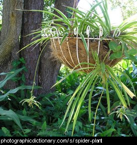 Photo of a spider plant