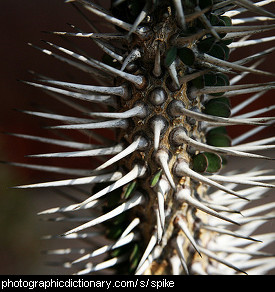 Photo of a spikey plant