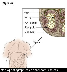 A diagram showing the spleen in the body.