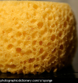 Photo of a sponge.
