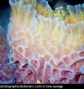 Photo of a sea sponge.