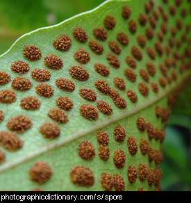 Photo of fern spores