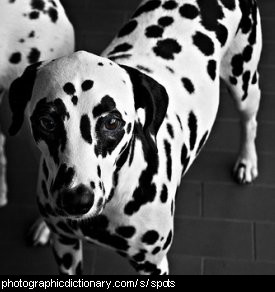 Photo of a spotted dalmation dog.