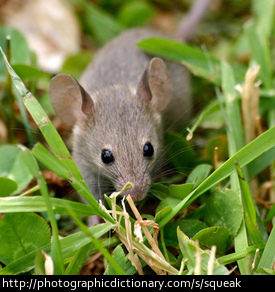 Photo of a mouse