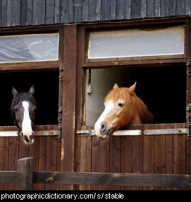 Photo of two horses in a stable.