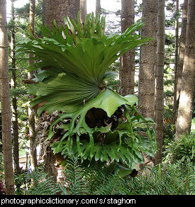 Photo of a staghorn fern