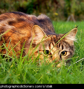 Photo of a cat stalking.