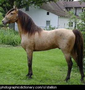 Photo of a stallion