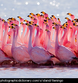 Photo of a group of flamingoes