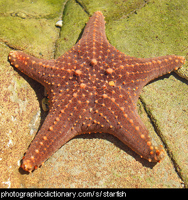 Photo of a starfish
