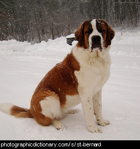 Photo of a St Bernard dog in the snow