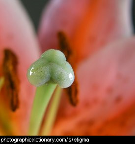 Close up of a plant stigma