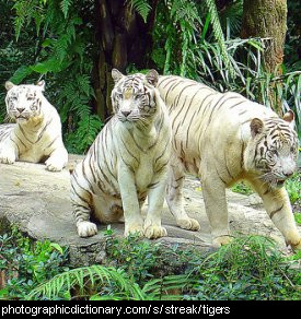 Photo of a group of tigers