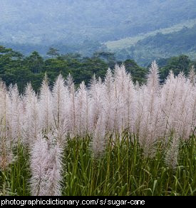 Photo of sugar cane