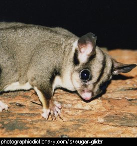 Photo of a sugar glider