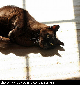 Photo of a cat lying in a patch of sunlight