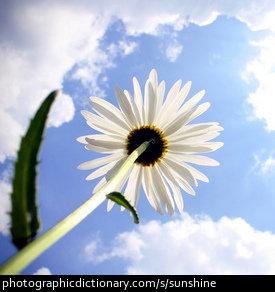 Photo of a flower in sunshine