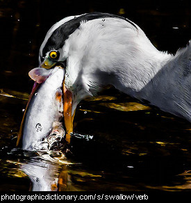 Photo of a bird swallowing a fish
