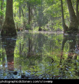 A Swamp