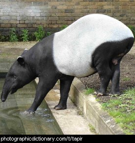 Photo of a tapir