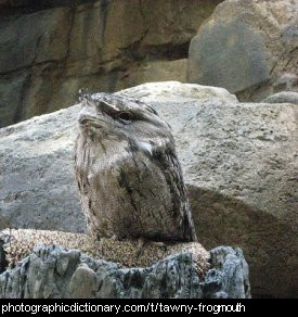 Photo of a tawny frogmouth