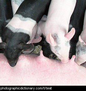 Photo of piglets on the teat