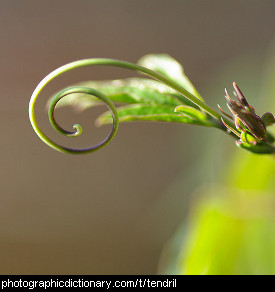 Photo of a tendril