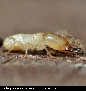 Photo of a termite