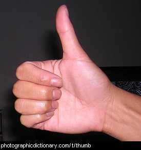 Photo of a thumb.