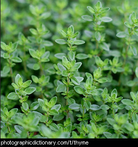Photo of thyme