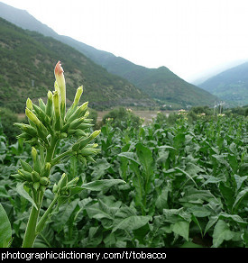 Photo of a tobacco plantation