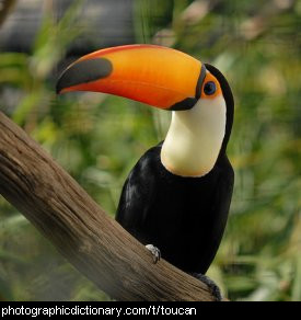 Photo of a toucan