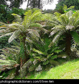 Photo of tree ferns.