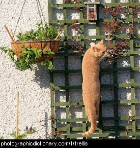 Photo of a cat climbing a trellis
