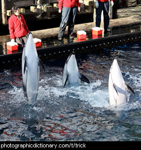Photo of dolphins doing tricks