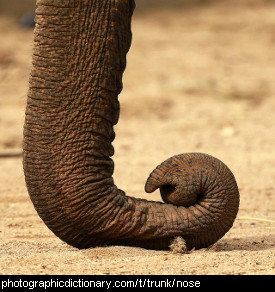 Photo of an elephant's trunk