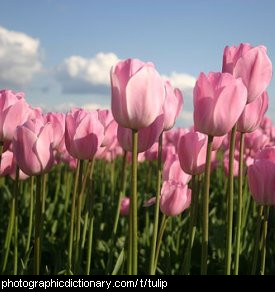 Photo of a field of tulips