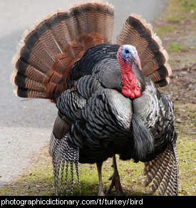 Photo of a turkey.