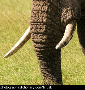 Photo of elephant tusks