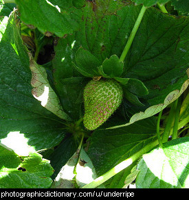 Photo of an underripe strawberry