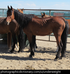 Photo of underweight horses