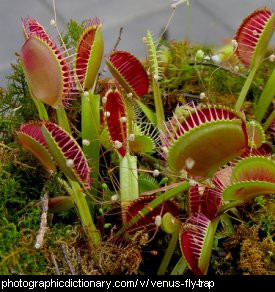 Photo of a venus fly trap