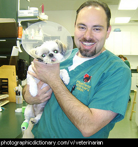 Photo of a vet holding a dog